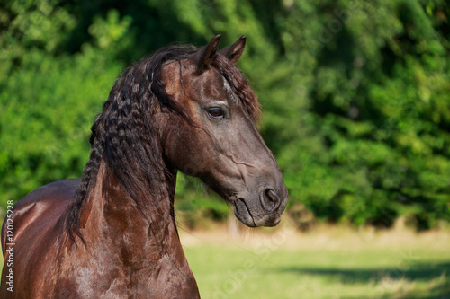 Obraz na plátně Friese