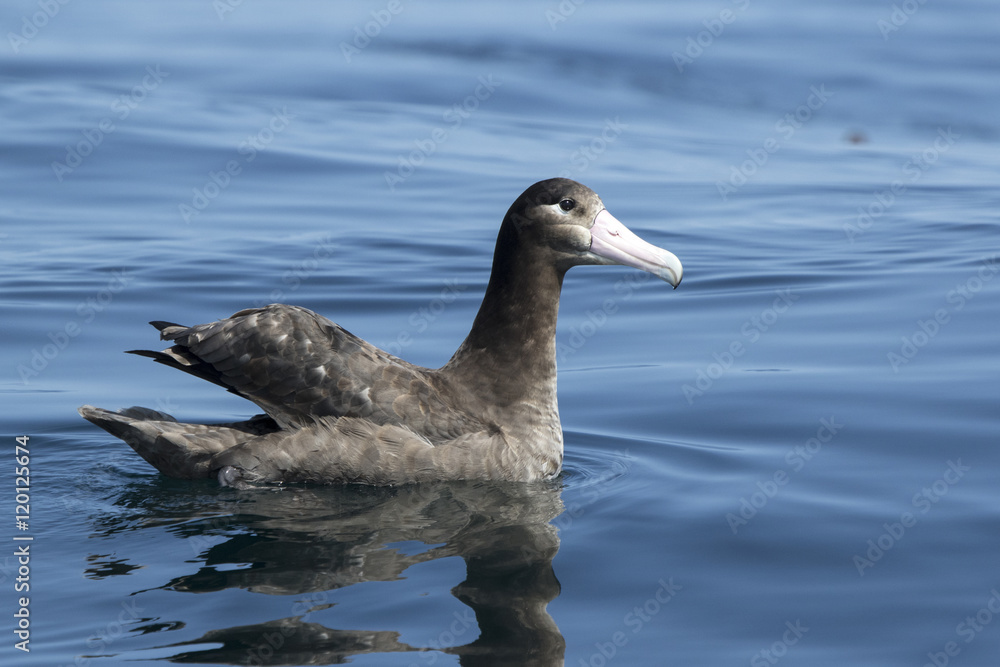 young short-tailed albatross sitting on the water sunny summer d young short-tailed albatross sitting on the water sunny summer d