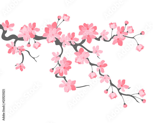 Vector illustration. Branch of Japanese cherry blossoms with beautiful flowers.Sakura. White background.