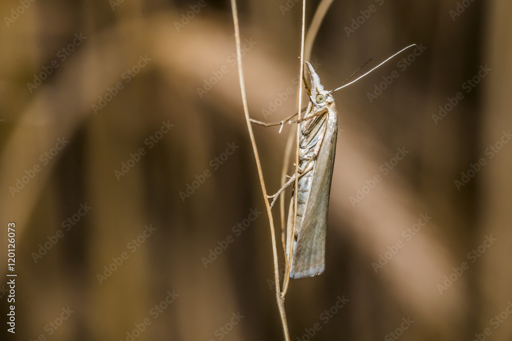 Naklejka premium Weißer Graszünsler (Crambus perlella)