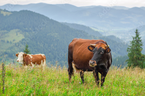 Cows on green field with mountains as background