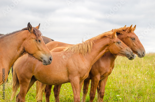 Wild horses in the Carpathians  Ukraine Carpathian landscape.