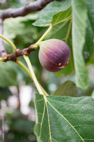Growing fig fruit.