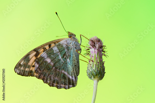 Fotografi silver-washed fritillary - Argynnis paphia