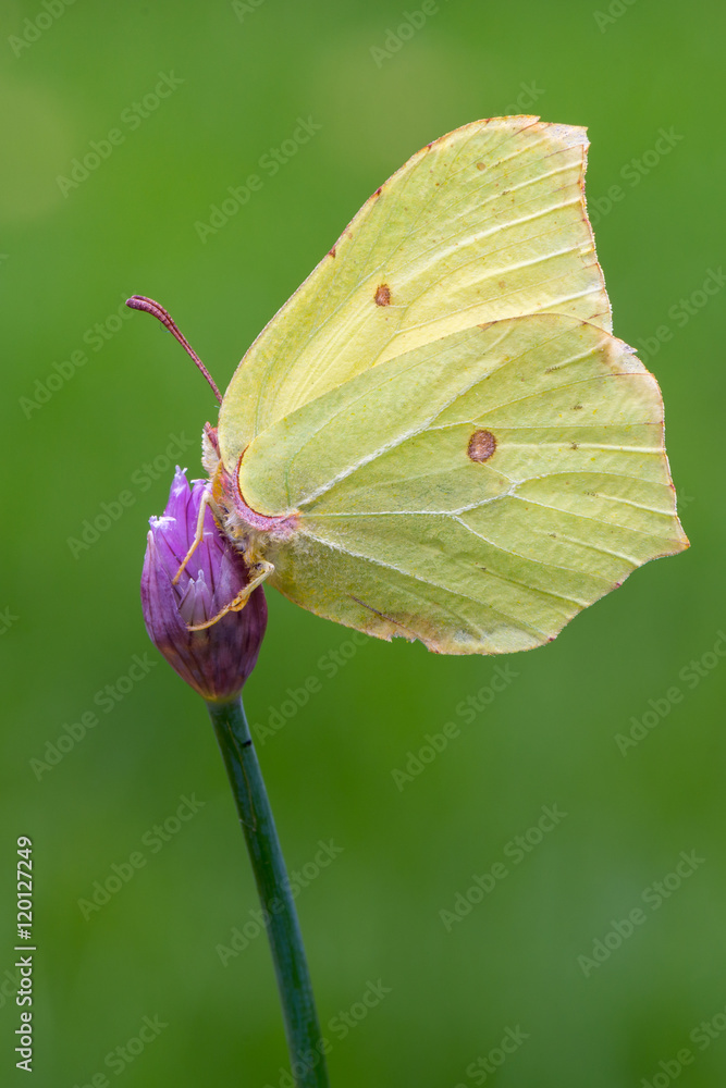 Naklejka premium common brimstone - Gonepteryx rhamni