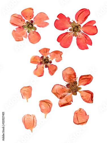 Pressed and dry  large pale red flowers and petal set of quince © aarud
