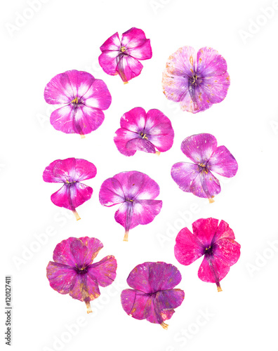 Pressed flowers phlox set perspective.