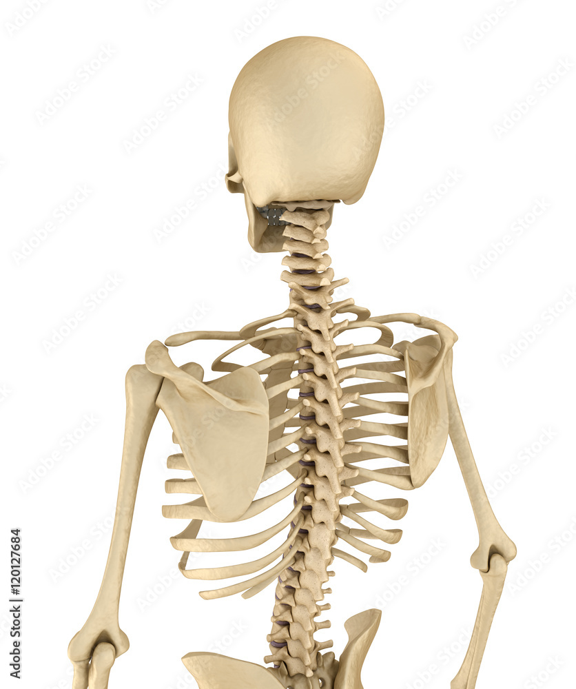 Human skeleton breast chest. Front view. Medically accurate 3D