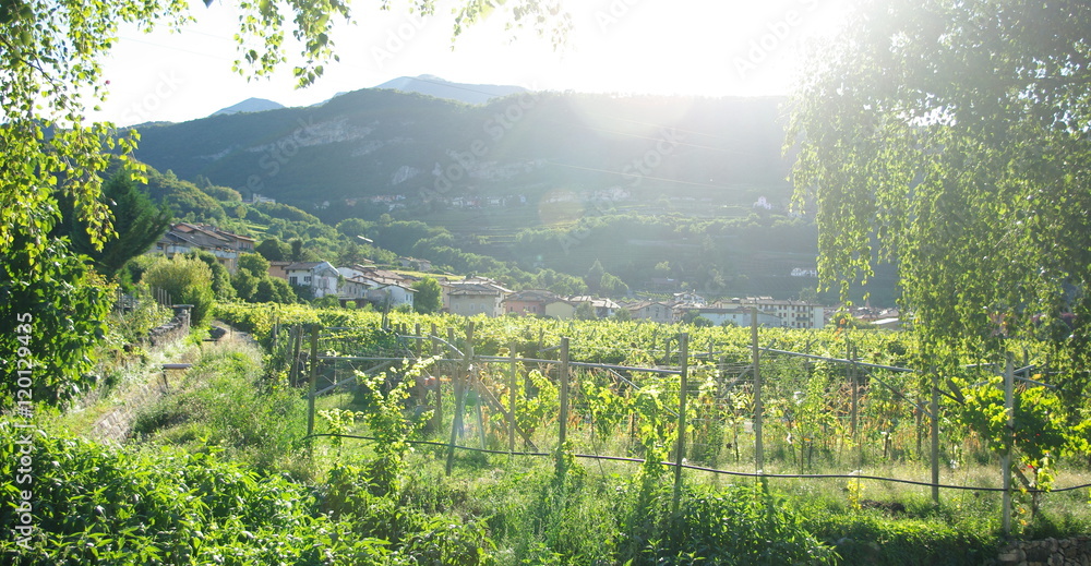 Naklejka premium Weinanbaugebiet