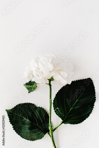 white hydrangea isolated on white background. Flat lay, top view