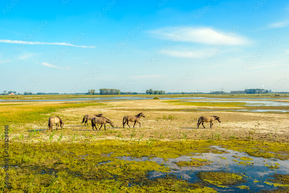 Obraz premium Group of Konik horses grazing in a Dutch nature reserve