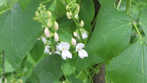 Growth and flowering of white bean photo