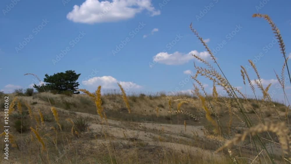 Live vegetation in the desert sands. Slow motion Live vegetation in the desert sands. Slow motion