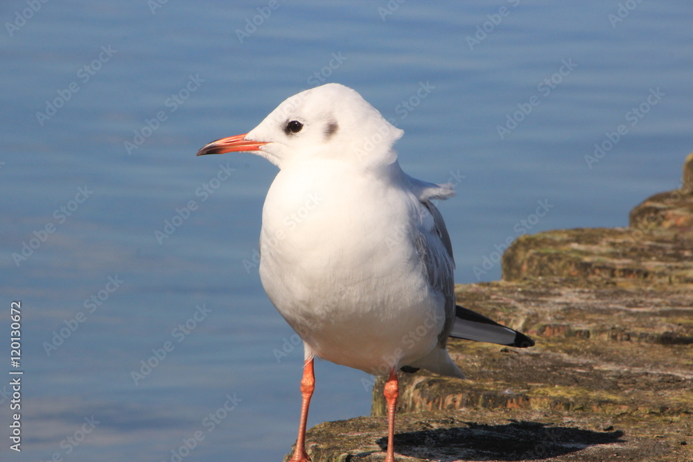 Möwe Möwe