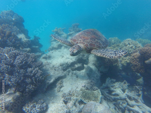 Sea turtle swimming through reef