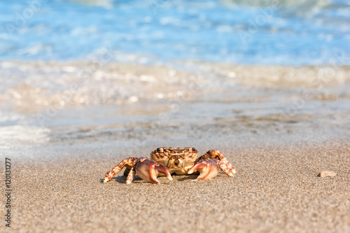 brown crab on beach surface background