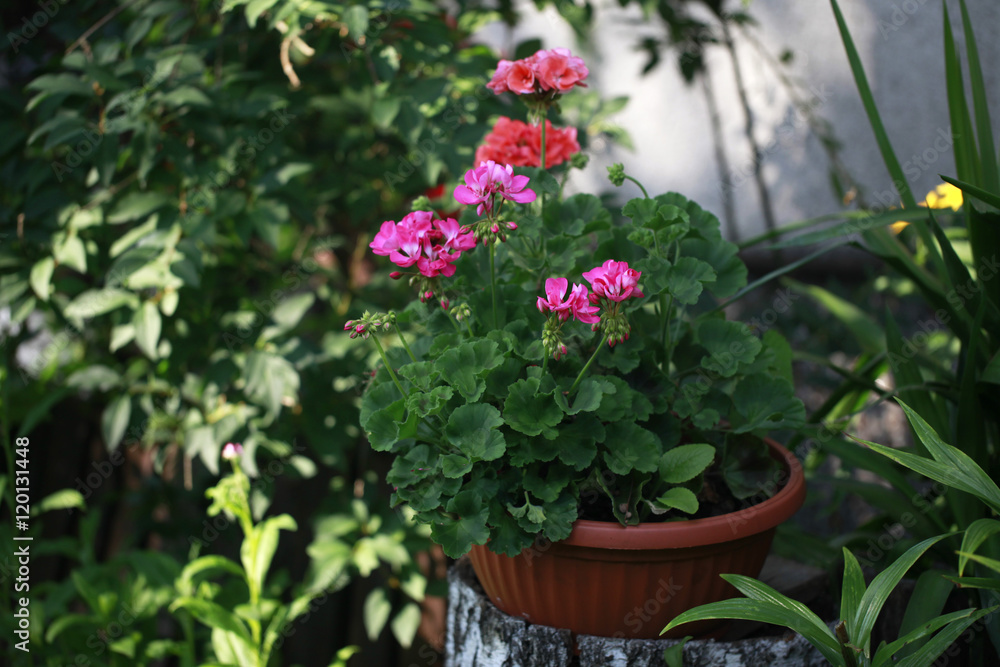 bajkowy ogród - brązowa donica na pniach z różowymi kwiatami