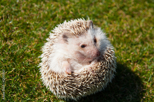 Rounded hedgehog on the lawn