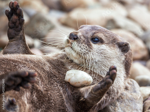 Plakat w ramie Otter