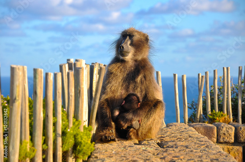 Chacma Baboon holds it's baby at Cape of Good Hope, South Africa