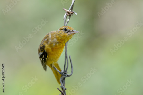 Young Oriole on Barbed-wire