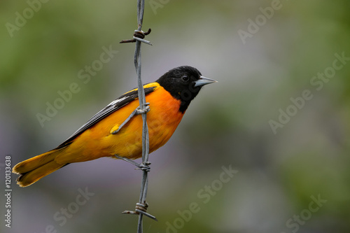 Baltimore Oriole on Barbed-Wire
