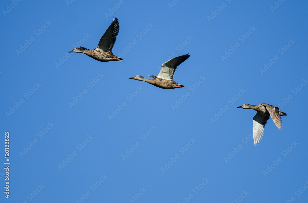 Obraz premium Three Mallard Ducks Flying in a Blue Sky