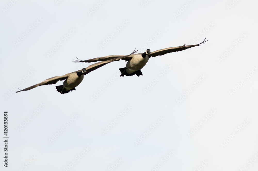 Two Canada Geese Flying on a White Background Two Canada Geese Flying on a White Background