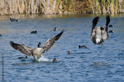 Canada Geese Coming in for a Landing on the Water