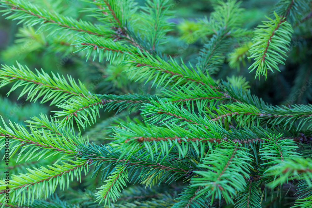 Evergreen branches of fir with new grown ramification background