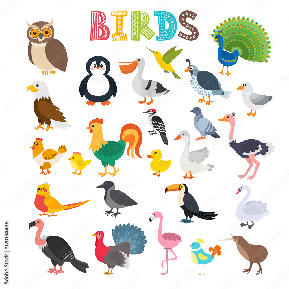 Naklejka premium Ilustracja wektorowa różnego rodzaju ptaków. Kreskówka bir