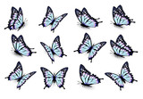 Set of blue butterflies, flying in different directions. Vector.