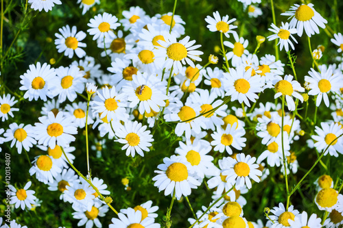Fototapeta Naklejka Na Ścianę i Meble -  Summer field of blooming daisies