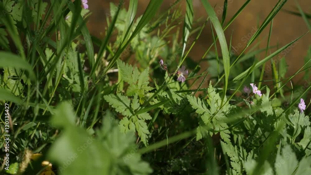 Mountain river vegetation and natural ambient 4K 2160p 30fps UltraHD footage - Beautiful flora on the flowing water close-up 4K 3840X2160 UHD video Mountain river vegetation and natural ambient 4K 2160p 30fps UltraHD footage - Beautiful flora on the flowing water close-up 4K 3840X2160 UHD video