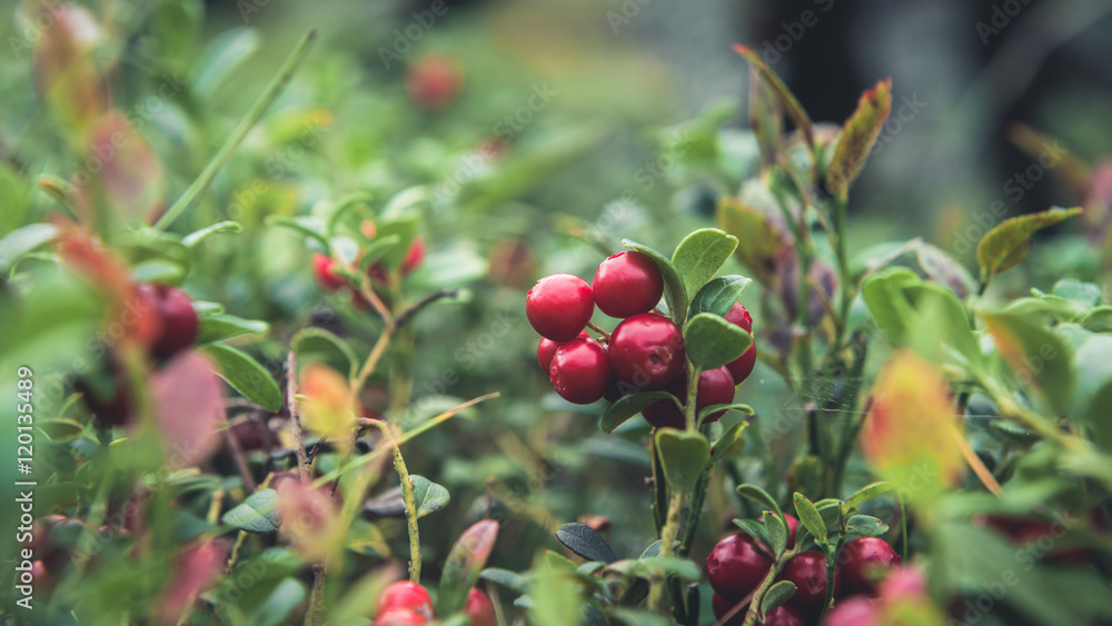 Cranberries fresh in the forest