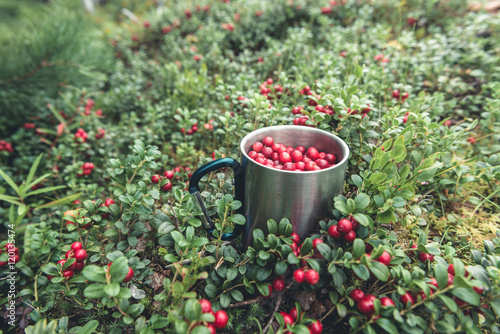 Foto Picking red cranberries in metal cup in forest