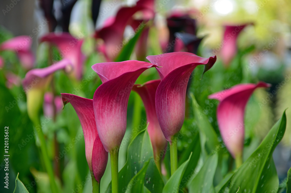 Obraz premium Pink calla lily flowers