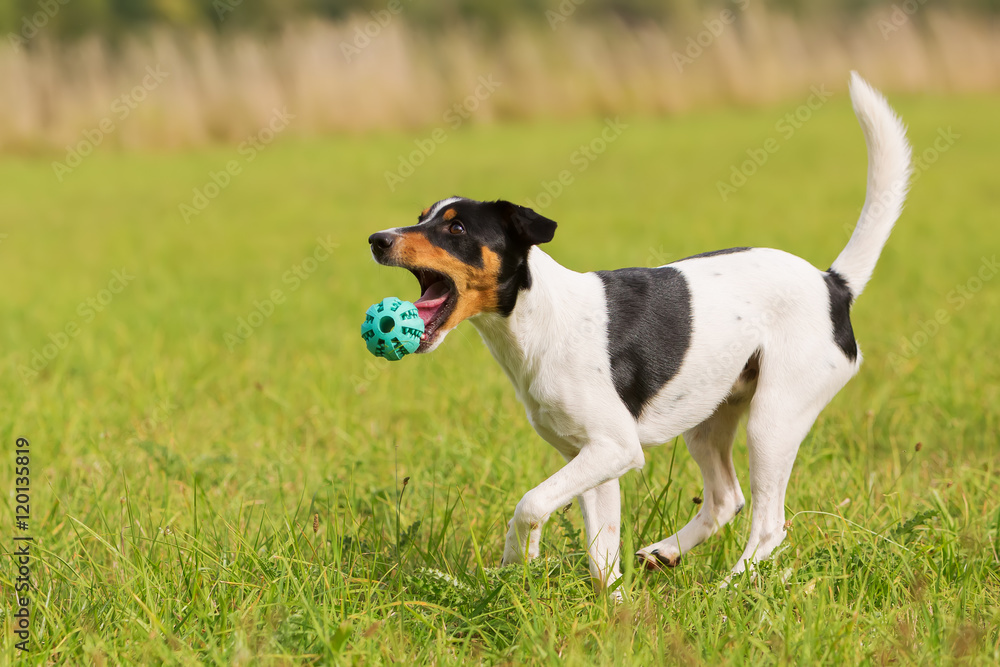dog is playing with a ball