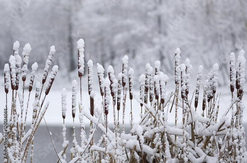 Cattail in snow