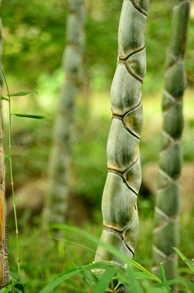 亀甲竹 キッコウチク Stock 写真 Adobe Stock