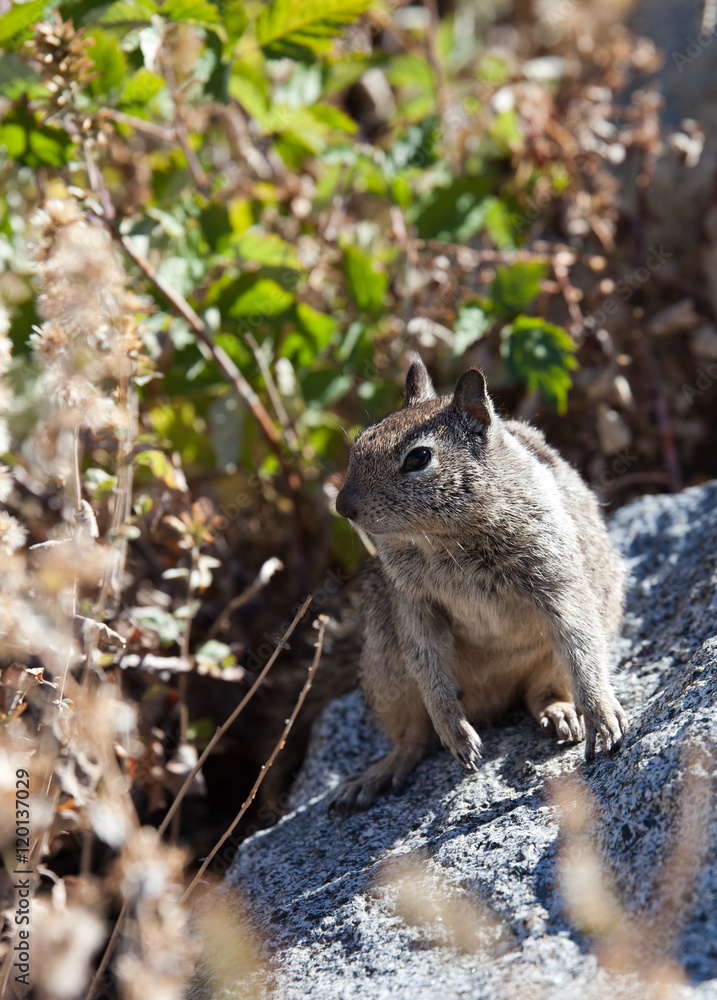 Obraz premium Californian ground squirrel