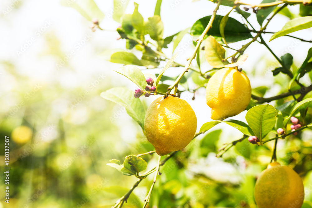 Lemon trees with ripe fruits Lemon trees with ripe fruits