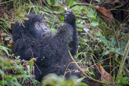Umubano Gorillas © jamezphillips