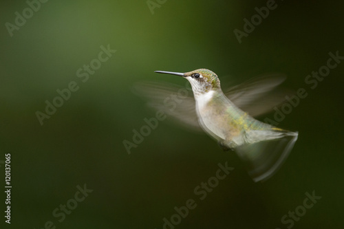 Juvenile ruby-throated hummingbird flying on dark green background
