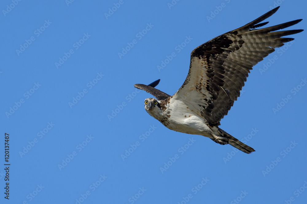 Obraz premium Osprey in flight looking directly at you
