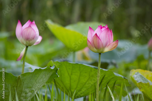abstract dark single pink lotus, soft focus