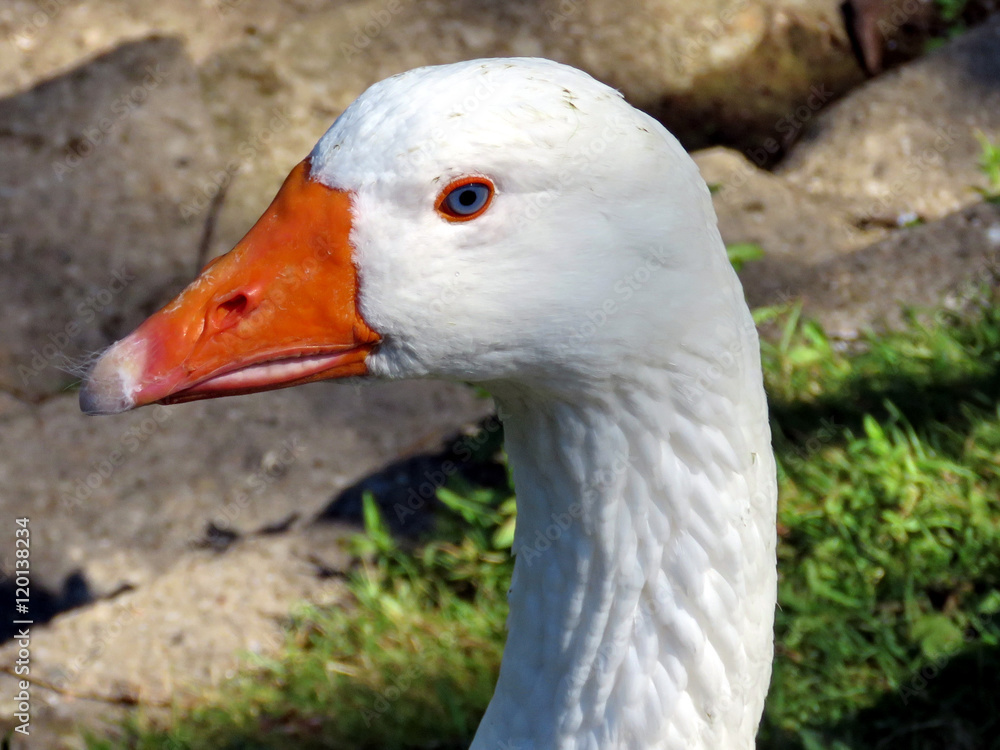 Toronto Lake portrait of White Goose 2016 Toronto Lake portrait of White Goose 2016