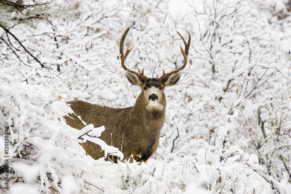 Fototapeta premium Huge Buck Mule Deer in Snow