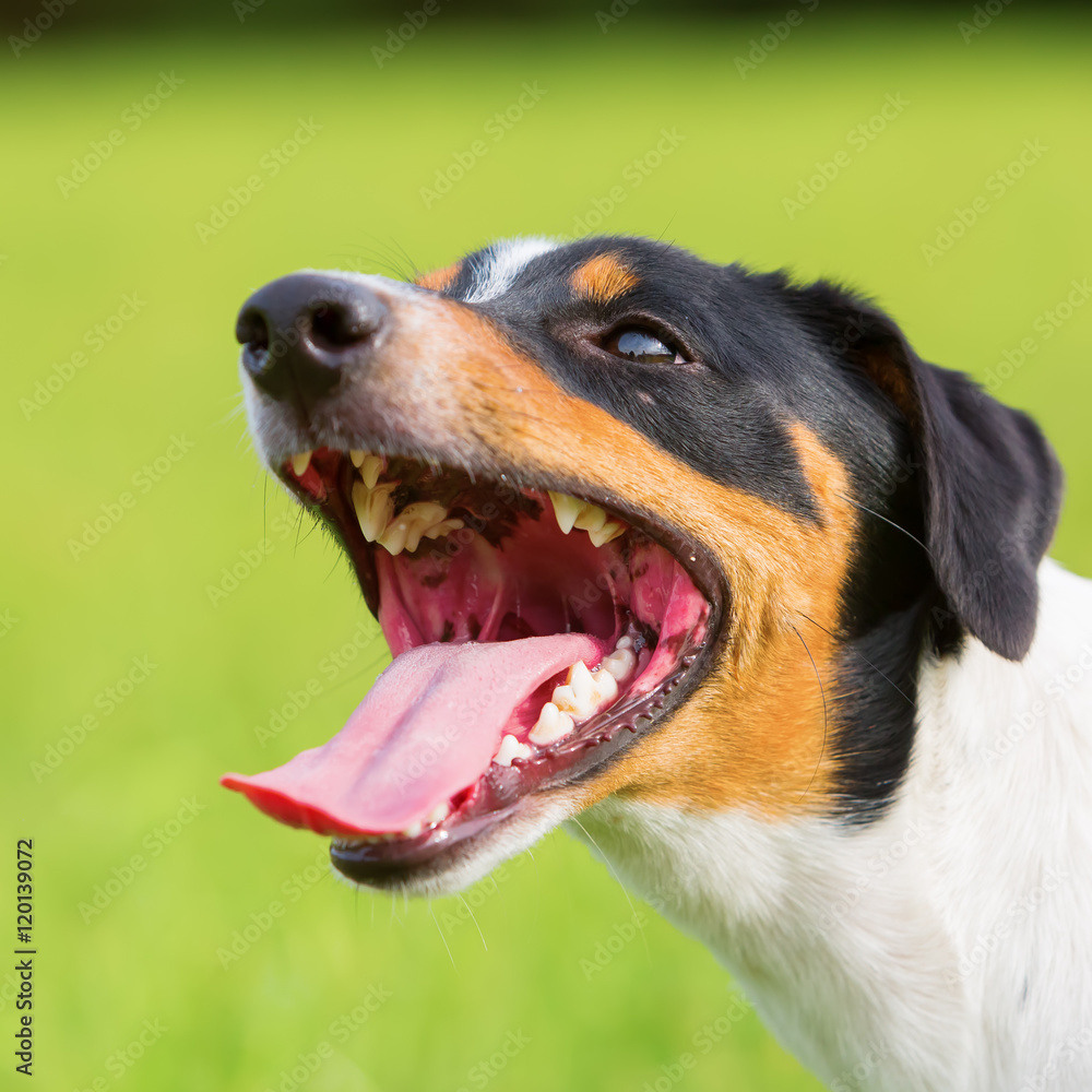 portrait of a panting dog