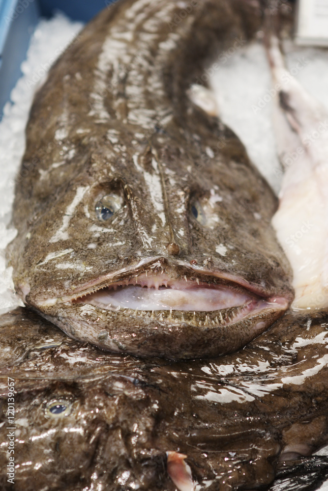 Fresh fish for sale at the seafood market. Fresh fish for sale at the seafood market.